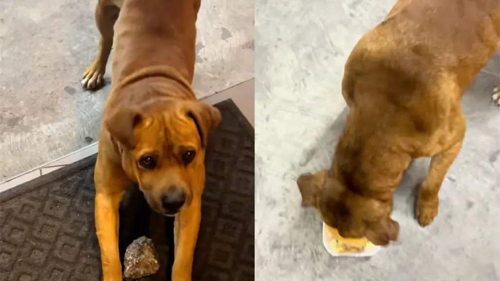 VIDEO | Perrito callejero paga con piedras su comida en local en CDMX