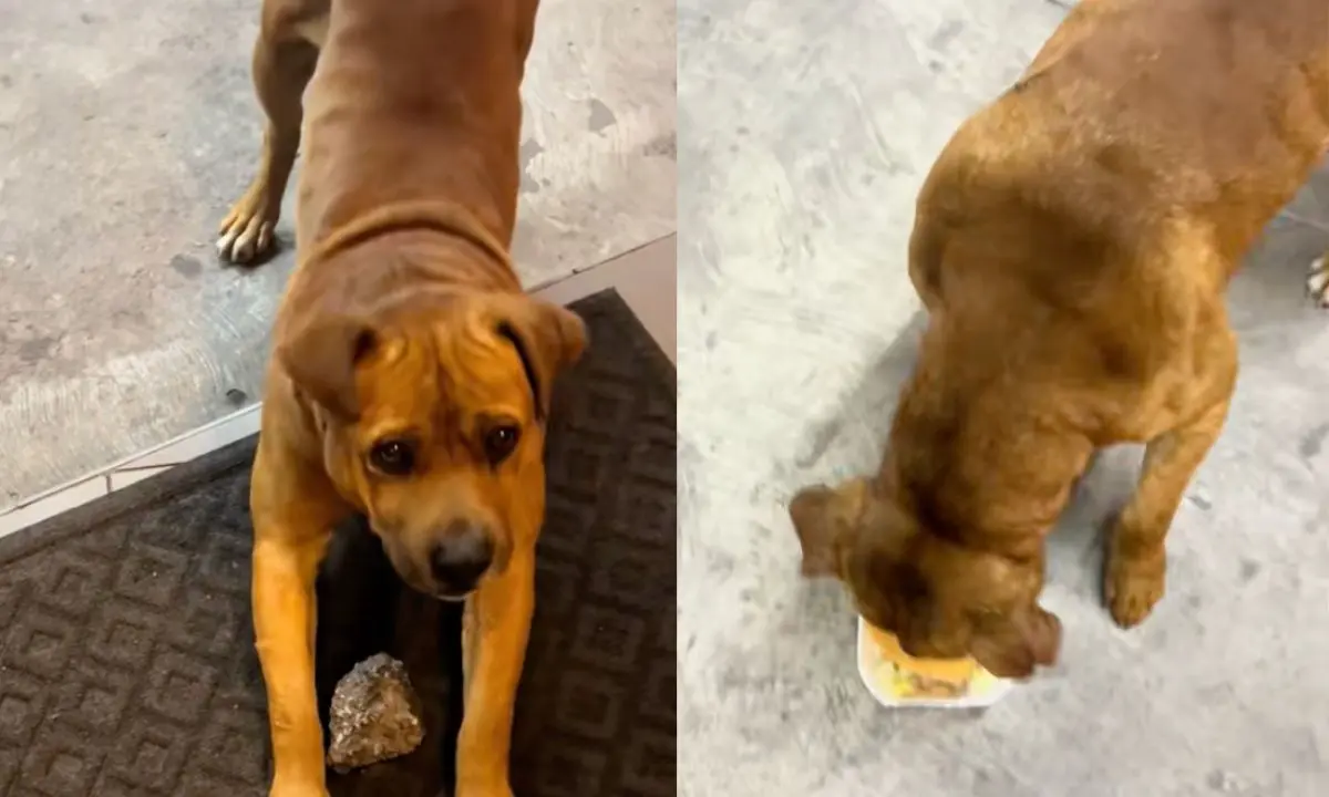 Perrito comiendo hamburguesa luego de pagar con una piedra en CDMX.  Foto: captura (@_alonso88mtz) | Canva