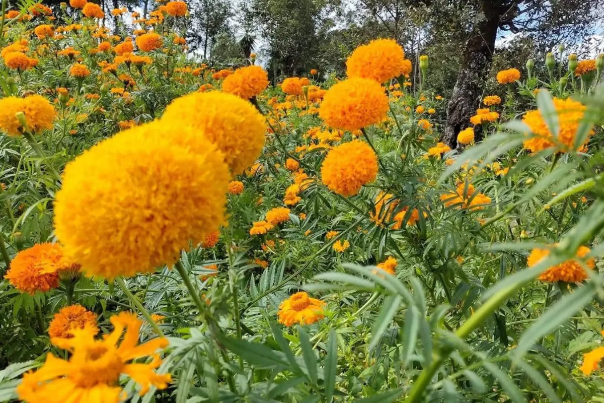 ¿Qué hacer con la flor de cempasúchil después del Día de Muertos?. Foto: FB Entretenimiento Xalapa, Ver.