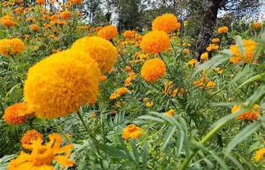 ¿Qué hacer con la flor de cempasúchil después del Día de Muertos?