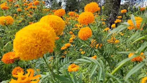 ¿Qué hacer con la flor de cempasúchil después del Día de Muertos? ¿Qué hacer con la flor de cempasúchil después del Día de Muertos?
