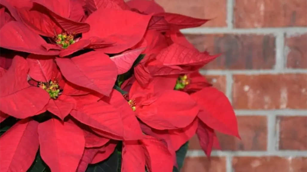 DIF Altamira ofrece talleres navideños; aprende a crear flores de nochebuena