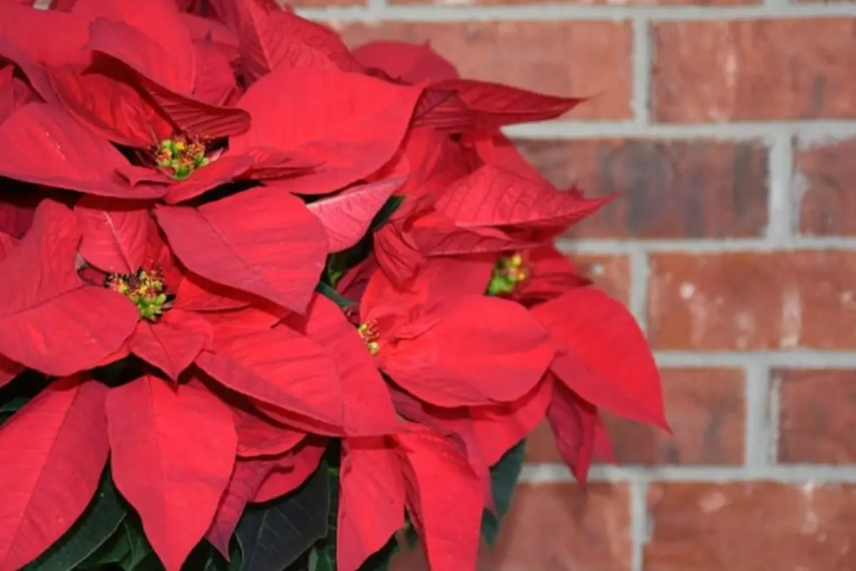 Descubre cómo inscribirte al taller de flores de nochebuena en el DIF Altamira y disfruta de la Navidad con tus propias decoraciones.