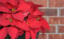 DIF Altamira ofrece talleres navideños; aprende a crear flores de nochebuena DIF Altamira ofrece talleres navideños; aprende a crear flores de nochebuena