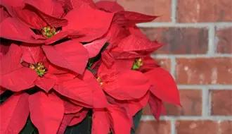 DIF Altamira ofrece talleres navideños; aprende a crear flores de nochebuena