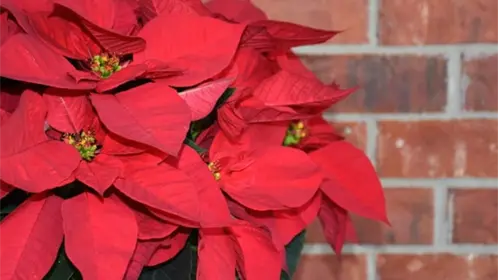 DIF Altamira ofrece talleres navideños; aprende a crear flores de nochebuena