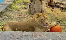 Las increíbles postales de Halloween 2025 captadas en el zoológico de Durango