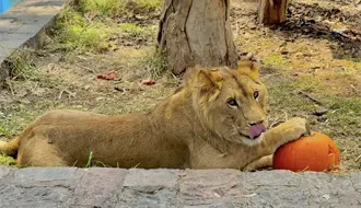 Las increíbles postales de Halloween 2025 captadas en el zoológico de Durango
