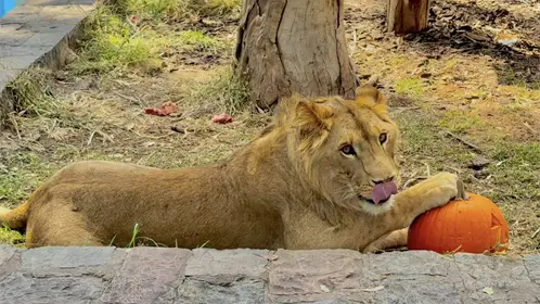 Las increíbles postales de Halloween 2025 captadas en el zoológico de Durango