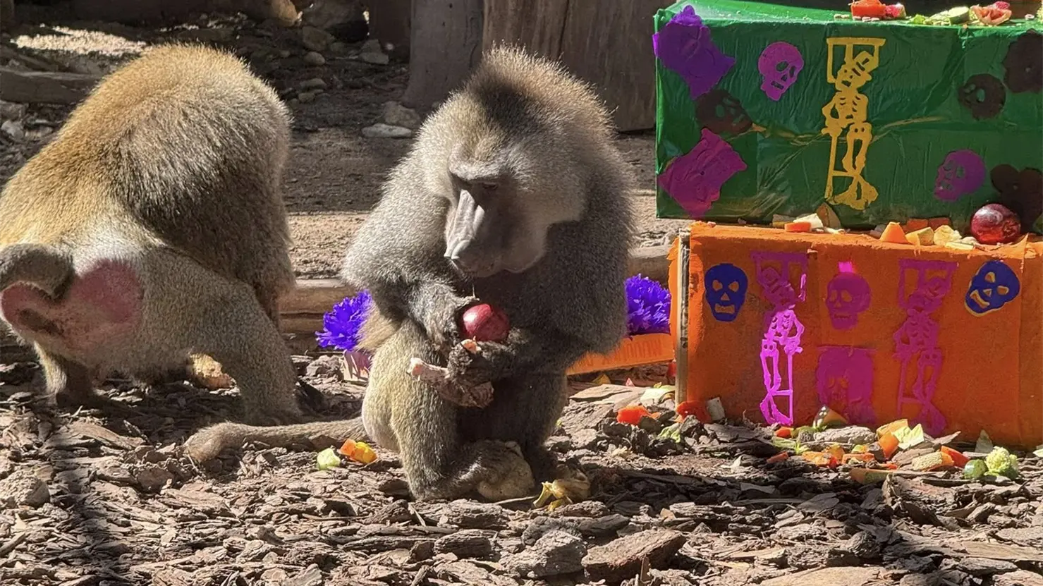 Zoológico de Durango lo hace de nuevo: esto comieron sus animales por Día de Muertos