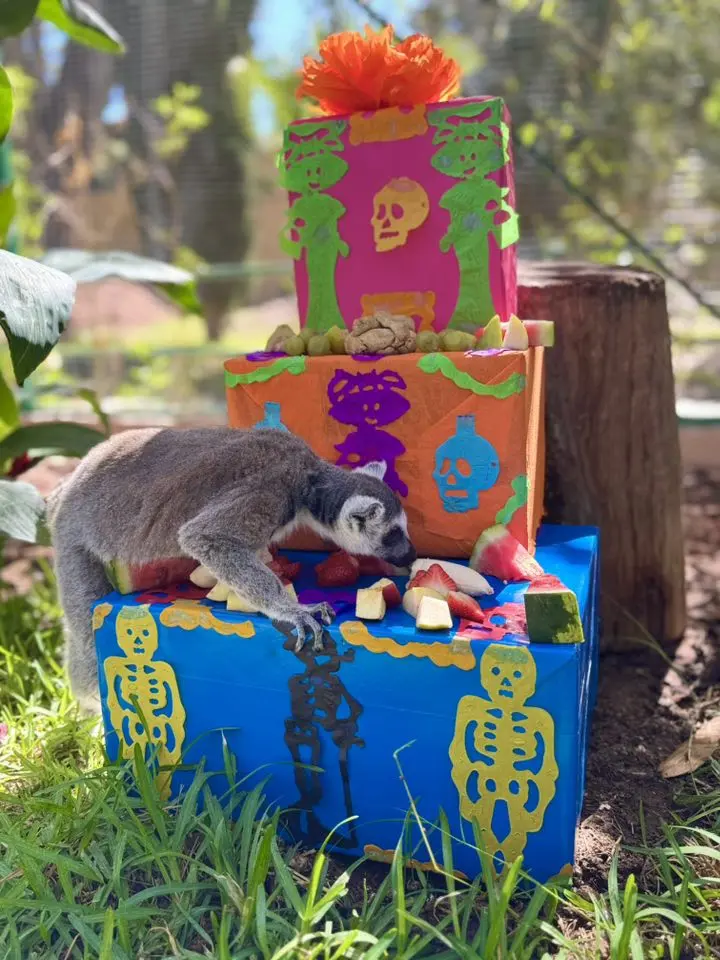 Zoológico de Durango lo hace de nuevo: esto comieron sus animales por Día de Muertos
