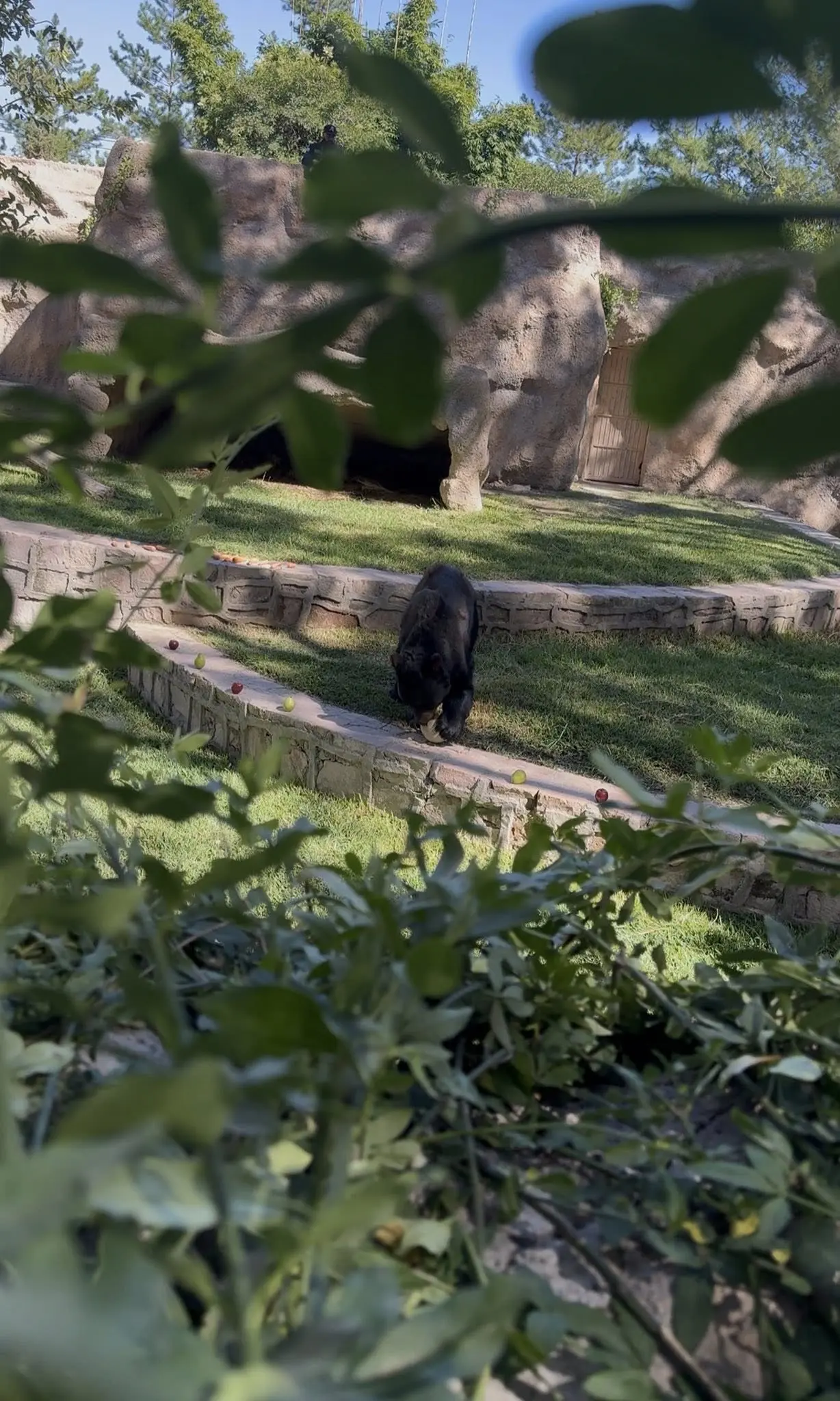 Zoológico de Durango lo hace de nuevo: esto comieron sus animales por Día de Muertos