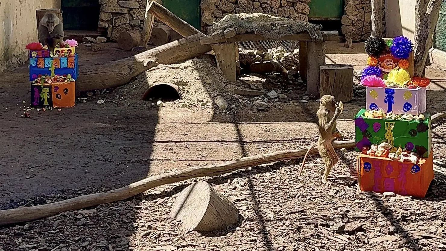 Zoológico de Durango lo hace de nuevo: esto comieron sus animales por Día de Muertos