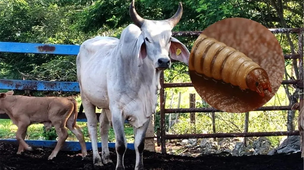 Gusano barrenador en Yucatán: cerca de llegar a los 1,000 casos al detectarse más en la última semana