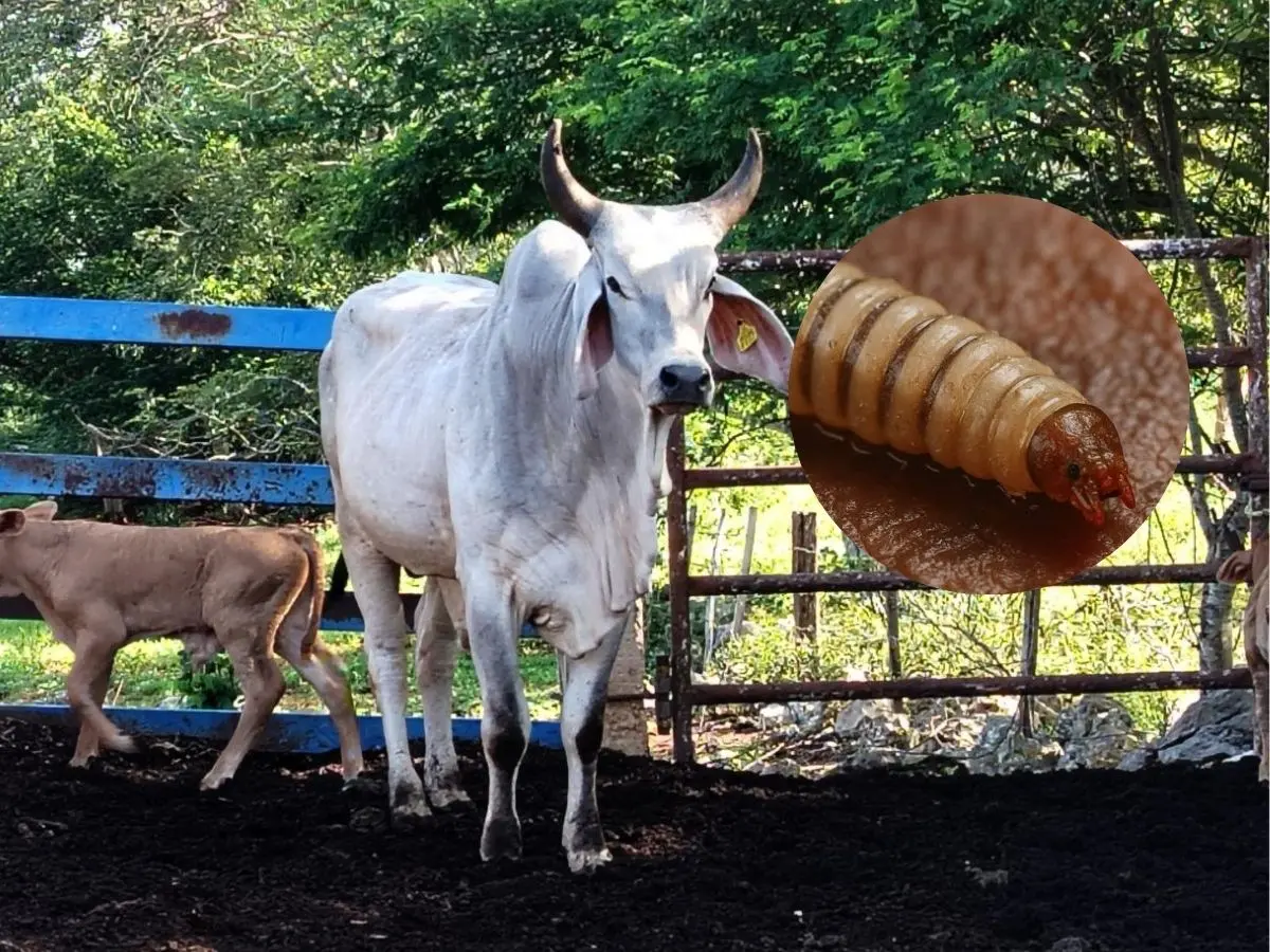 En el más reciente reporte semanal de la Seder Yucatán, se informó sobre 93 nuevos casos de gusano barrenador, con lo que se estaría cerca de llegar a los 1000 en el estado.- Fuente Seder