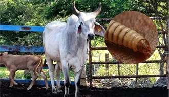 Gusano barrenador en Yucatán: cerca de llegar a los 1,000 casos al detectarse más en la última semana