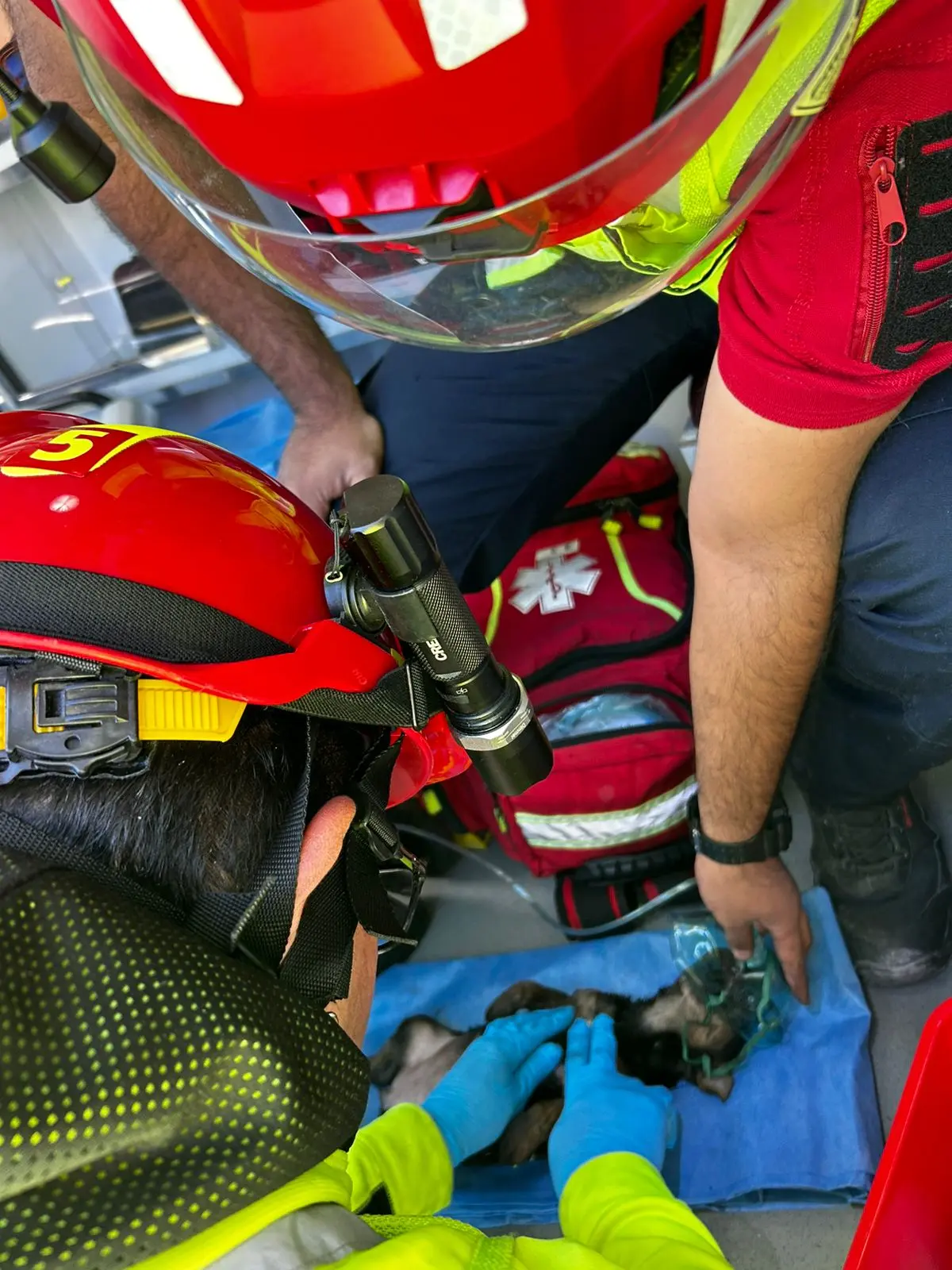 Perrito afectado por el humo y las llamas en Ramos Arizpe /Foto: Marco Juárez 