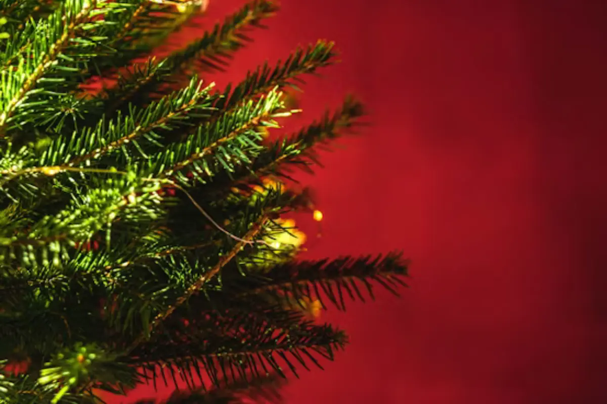 Infórmate sobre cuándo y cómo se pone el árbol de Navidad en Tamaulipas, y cuándo se quita.