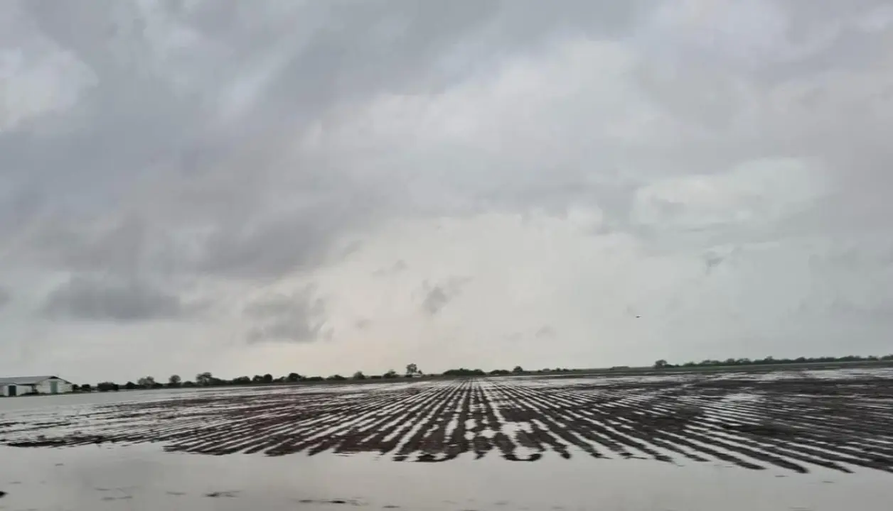 La sequía, que ya golpeaba a varias zonas del estado, ahora da un paso más y obliga a cambiar de estrategia para no dejar desprotegidos a los productores. Foto: SADER