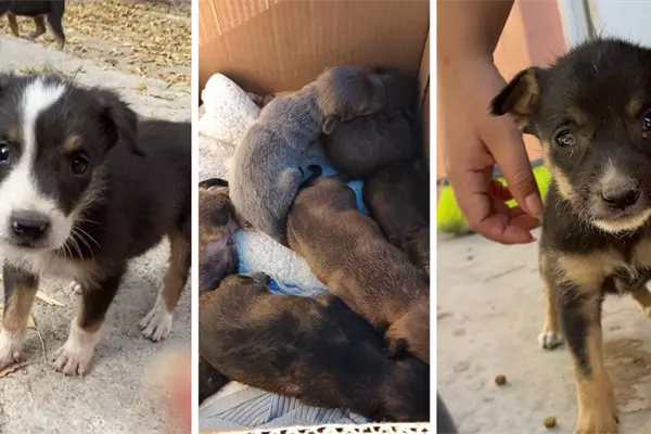 Monclova pide apoyo para cachorritos del Centro de Bienestar Animal Monclova pide apoyo para cachorritos del Centro de Bienestar Animal