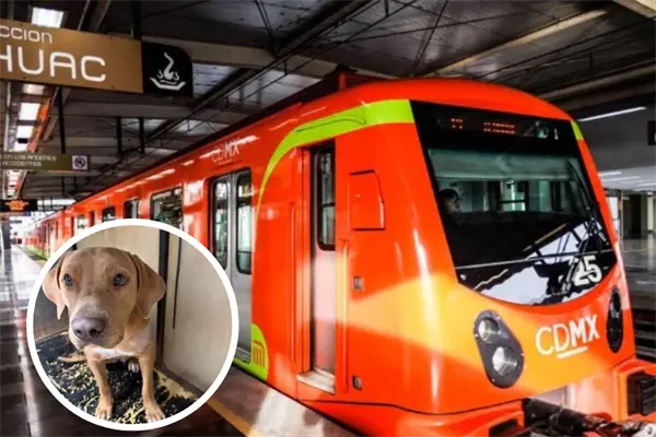 El milagro de Mila: la perrita que venció a la muerte tras brutal ataque en el Metro CDMX El milagro de Mila: la perrita que venció a la muerte tras brutal ataque en el Metro CDMX
