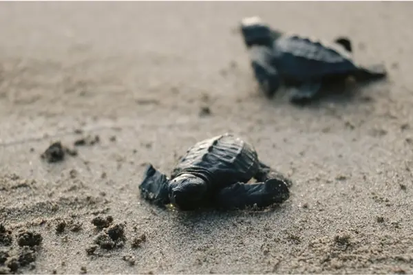 Una nueva oportunidad contra la extinción: han nacido 20 millones de tortugas marinas en el Caribe mexicano en 30 años Una nueva oportunidad contra la extinción: han nacido 20 millones de tortugas marinas en el Caribe mexicano en 30 años