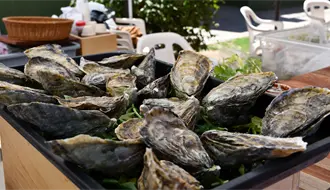 Baja California Sur lidera la producción nacional de ostión japonés: esta es la producción anual