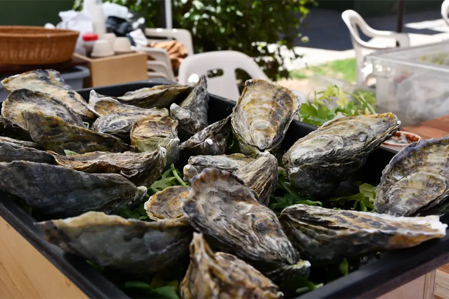 Baja California Sur lidera la producción nacional de ostión japonés: esta es la producción anual