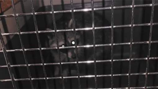 Rescatan a mapache atrapado en chimenea en zona residencial de Nuevo León