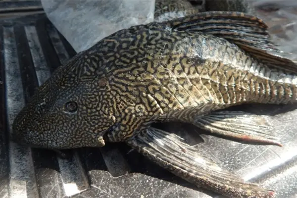 Confirman la presencia de pez diablo en Tamaulipas, ¿representa un riesgo?