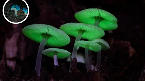 Querétaro tiene un bosque que brilla en la oscuridad, ¿dónde está y cómo visitarlo?