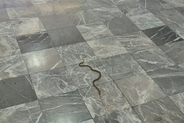 Aparece una víbora en el aeropuerto de La Paz
