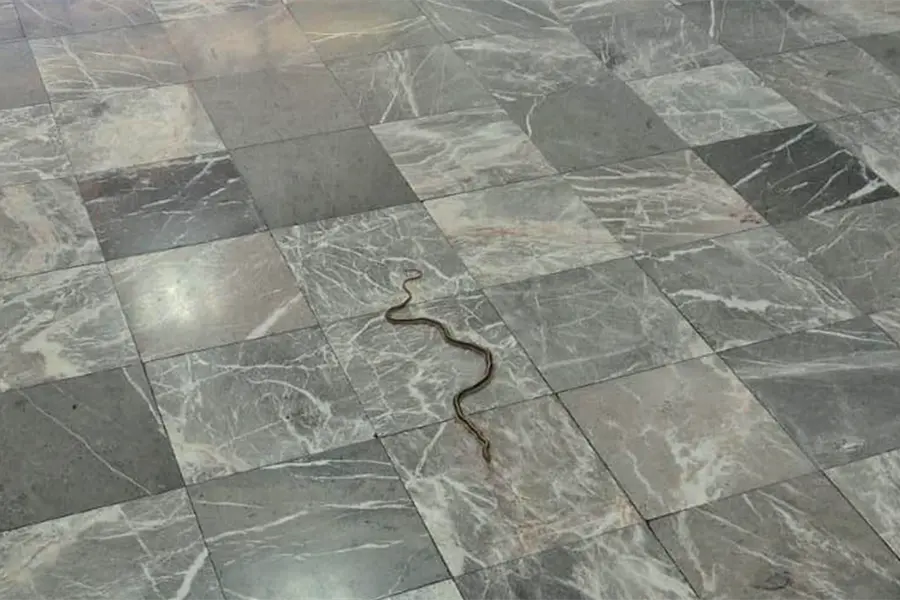 Aparece una víbora en el aeropuerto de La Paz