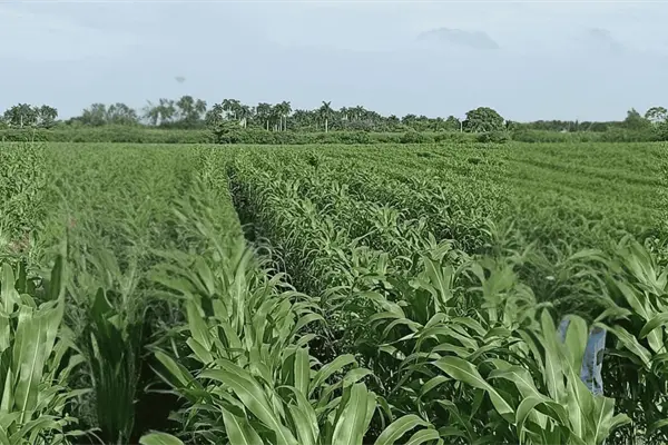 Sequía hunde la producción de sorgo en Tamaulipas; esperan la cosecha más baja de los últimos años Sequía hunde la producción de sorgo en Tamaulipas; esperan la cosecha más baja de los últimos años