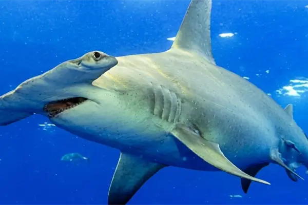 Pesca de tiburón en Baja California Sur inicia en agosto: conoce las especies y zonas de captura Pesca de tiburón en Baja California Sur inicia en agosto: conoce las especies y zonas de captura