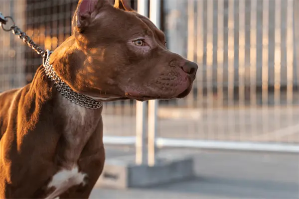 Pitbull ataca a bebé en colonia de Reynosa